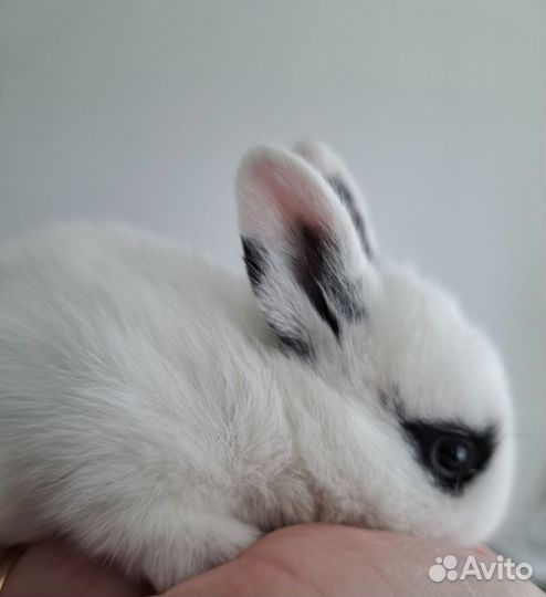 Декоративные кролики