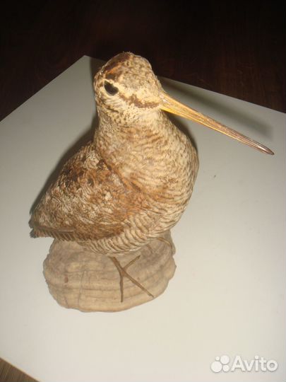 Чучело Кулика Вальдшнеп