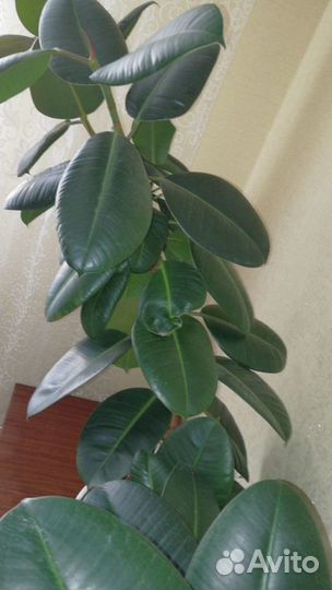 Фикус большой и красивый