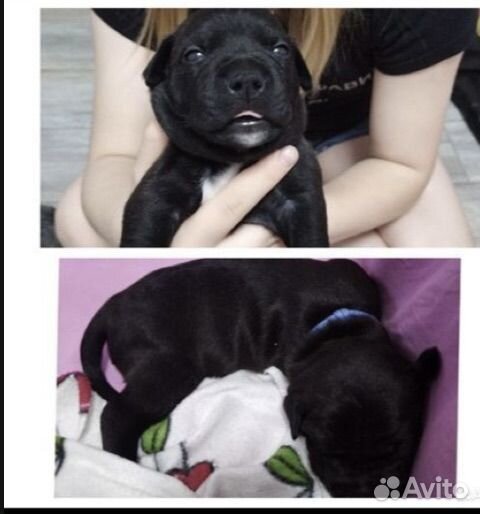 Щенки питбуля