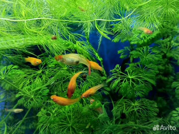 Подросший малек гуппи(пол видно),растения см фото