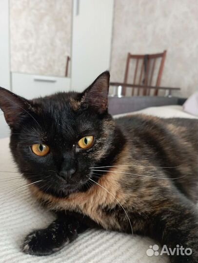 Кошка Анфиса