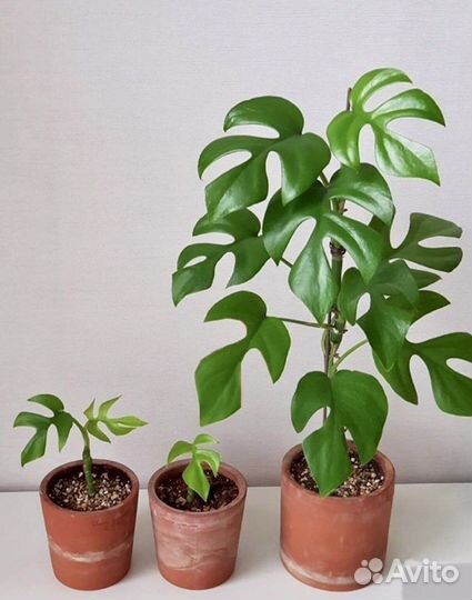 Комнатные декоративные растения