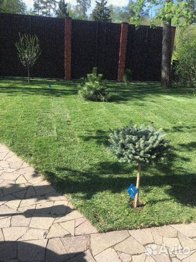 Укладка газона эконом