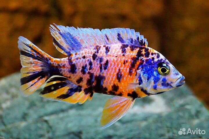 Аулонокара Мультиколор (арт 3034)