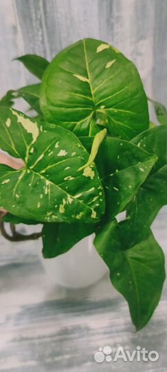 Сингониумы