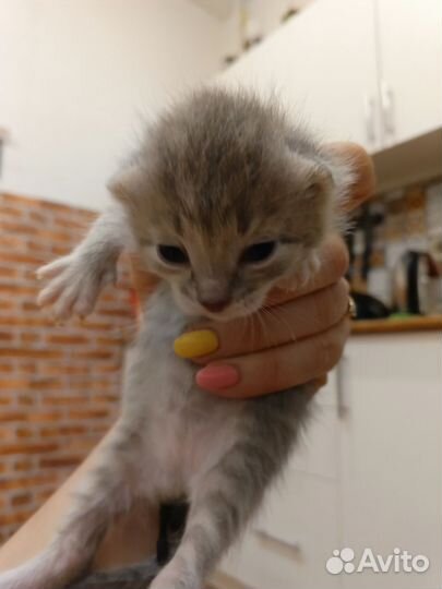 Котята в добрые руки бесплатно