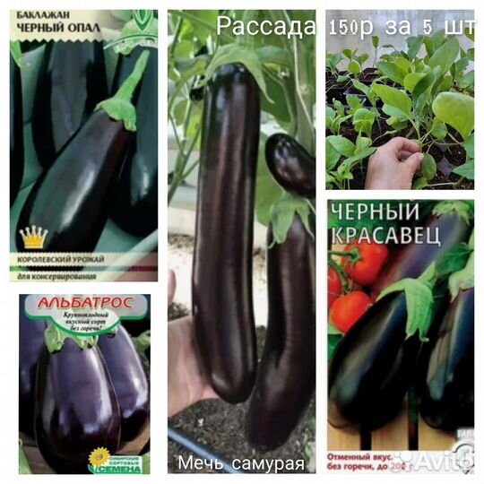 Рассада томат, огурец, перец, баклажан, капуста