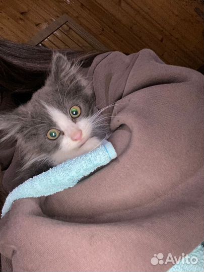 Котенок девочка