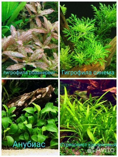 Аквариумные растения