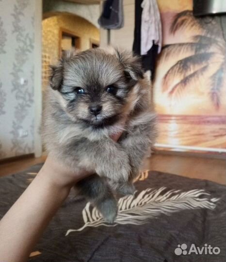 Померанский шпиц лисичка
