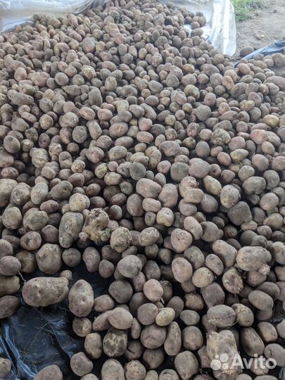 Картофель домашний без химии