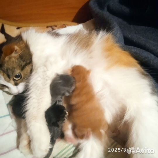 Котята в добрые руки