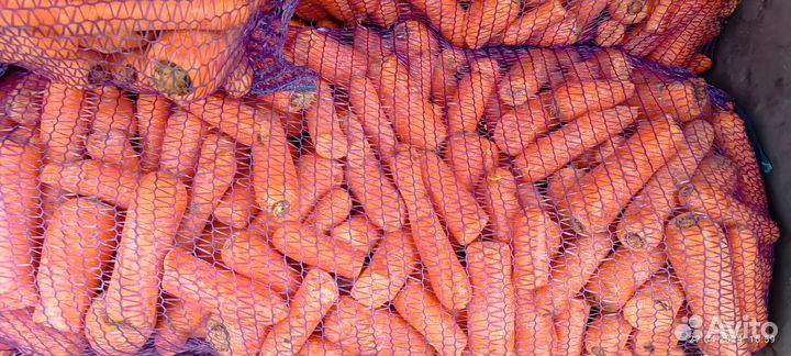 Морковь на корм