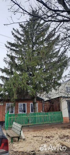 Ель на корню