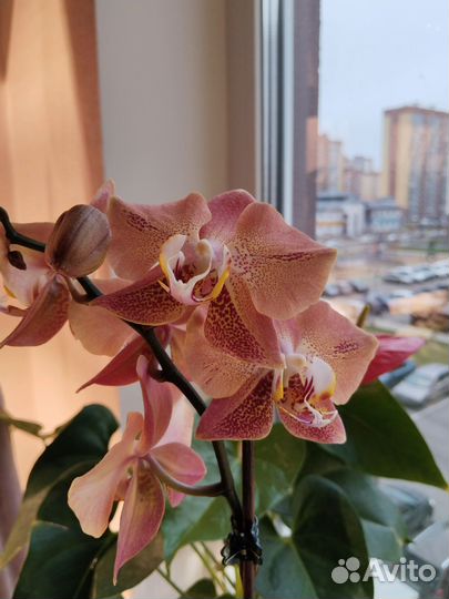 Орхидея фаленопсис