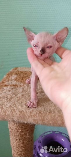 Бамбмно девочка