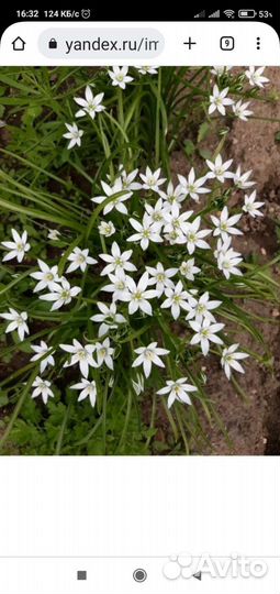 Ромашка жёлтая,птицемлечник, локонос