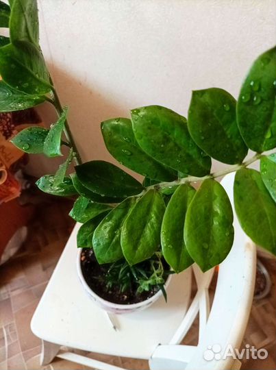 Замиокулькас с суккулентами