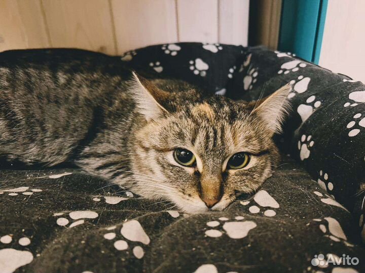 Кошка
