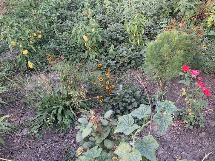 Дом 36 м² на участке 22 сот.