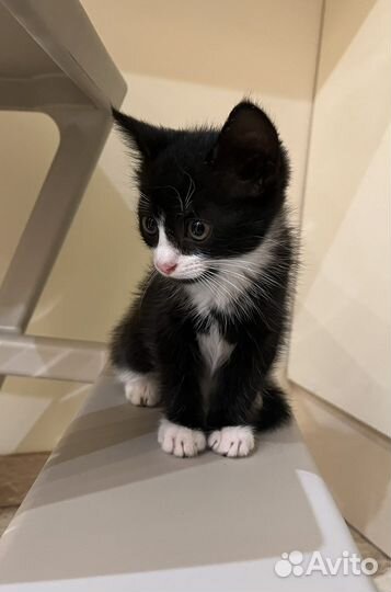 Котенок
