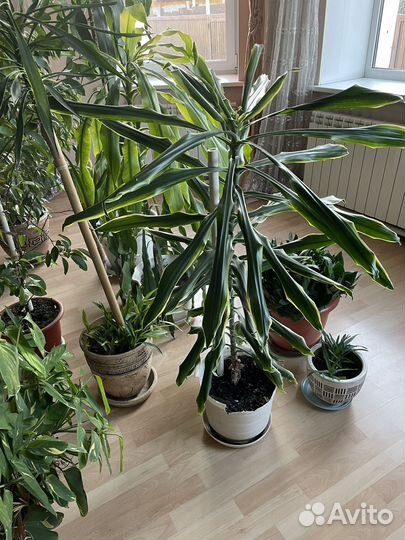 Комнатные растения цветы большие