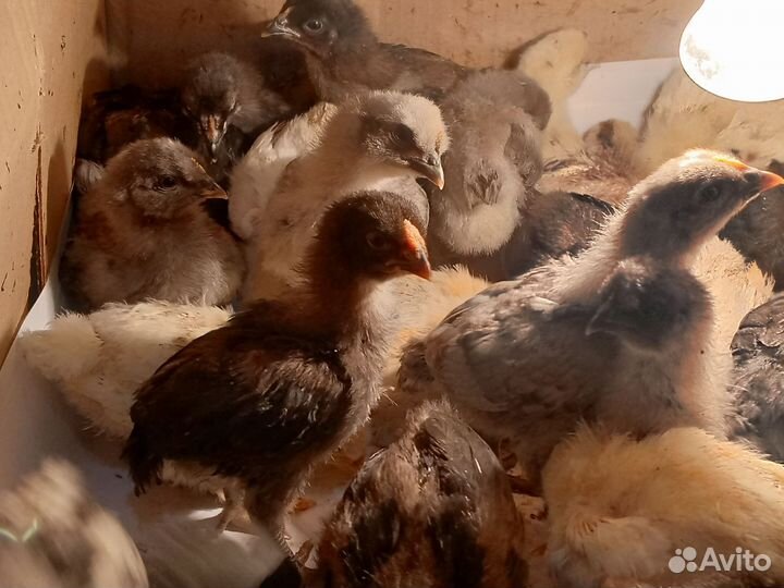 Цыплята от домашних кур- несушек