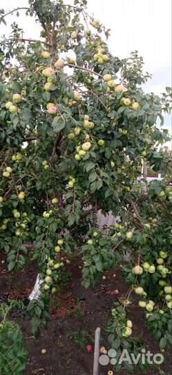 Обрезка плодовых деревьев, винограда