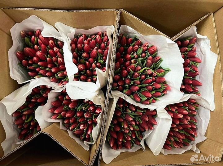 Тюльпаны оптом под заказ