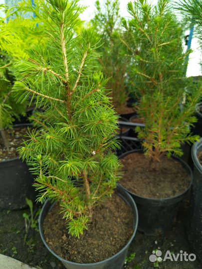 Ель канадская Коника