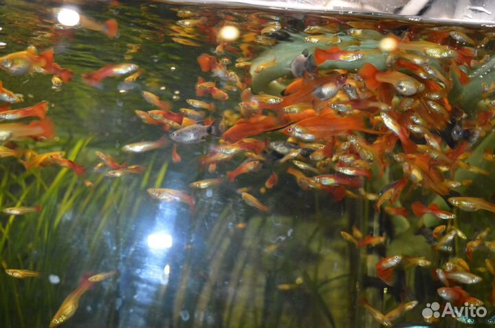 Улитки мелании. Гуппи красные и сомы анциструсы