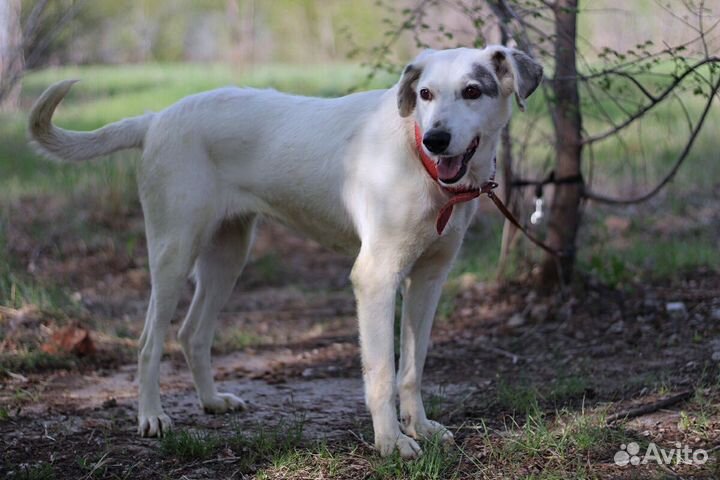 Собака в добрые руки