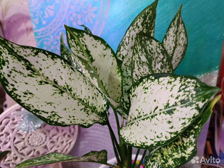 Аглаонема Фёст Даймонд цветы комнатные