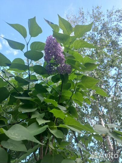 Саженцы сирени