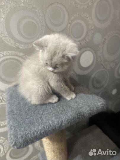 Британский котенок