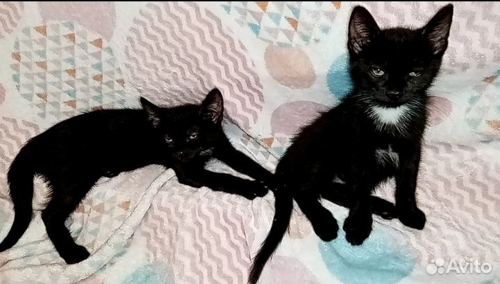 Ищем дом для котят