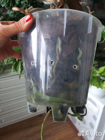 Орхидеи фаленопсис