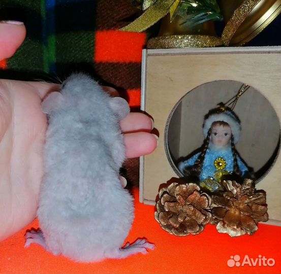 Крысята редкого окраса, крыса, дамбо