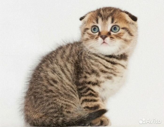 Солнышко котики