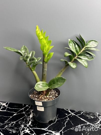 Замиокулькас зензи