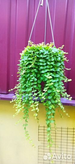 Бегония, хлорофитум, несколько видов традесканции