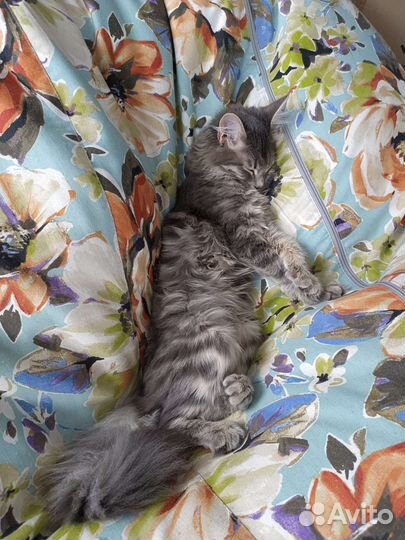 Котенок девочка бесплатно