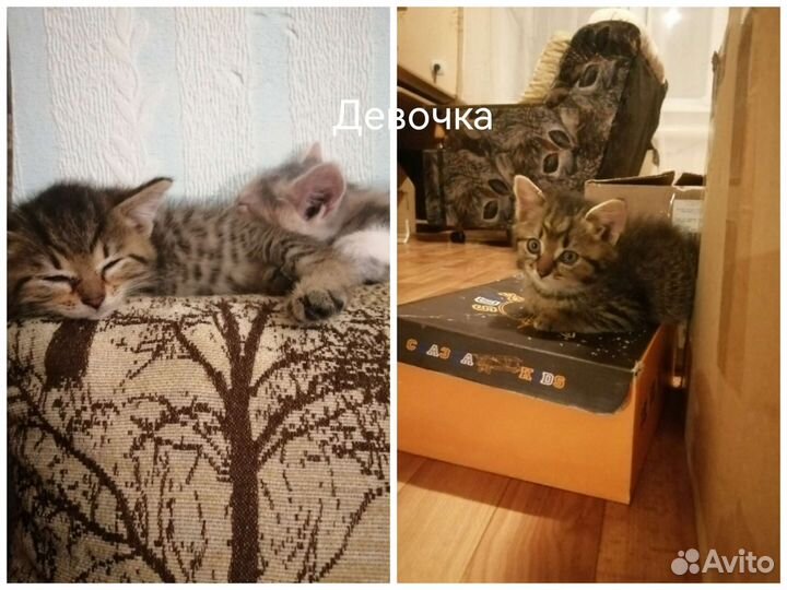 Котята