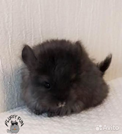 Шиншилла Ангора по кличке Тату