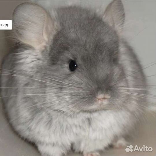 Шиншилла мальчик ангора