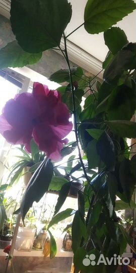 Гибискус. Редкий эксклюзив