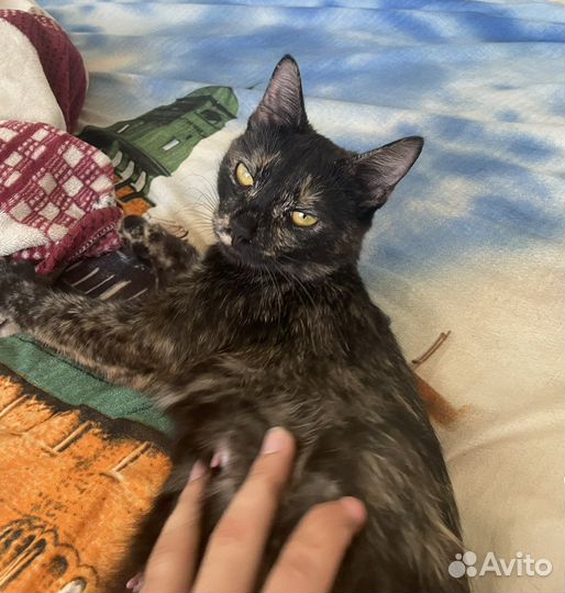 Кошка с котенком