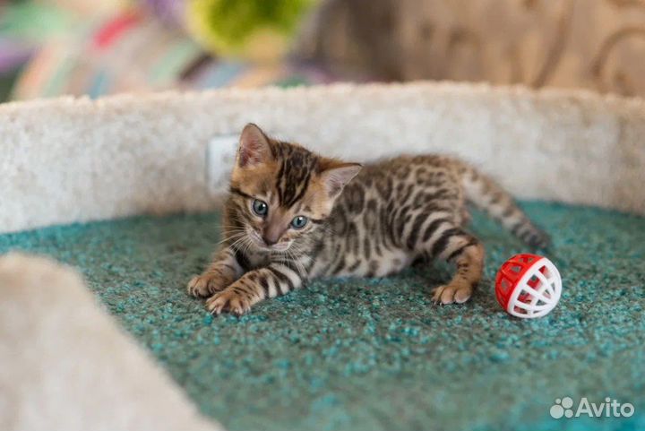 Бенгальские котята