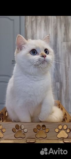Британская шиншилла